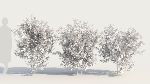 Ceanothus americanus e