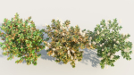 Ceanothus americanus e