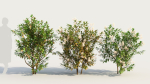Ceanothus americanus e