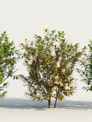 Ceanothus americanus e