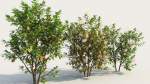 Ceanothus americanus e