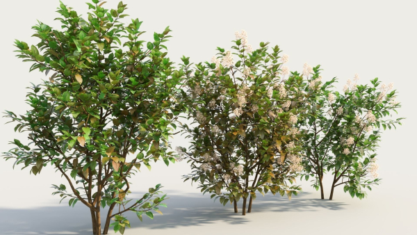 Ceanothus americanus e