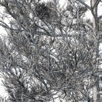 Cedrus Deodara 07