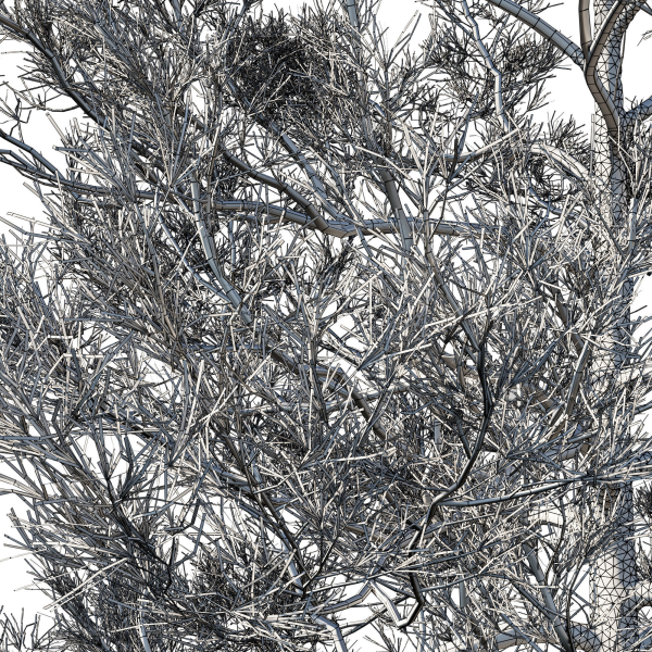 Cedrus Deodara 07