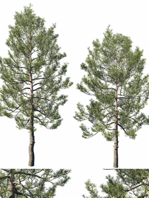 Cedrus Deodara 07
