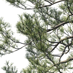 Cedrus Deodara 07