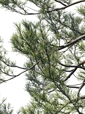 cedrus-deodara-07-3d-model-f8cf8f05ae