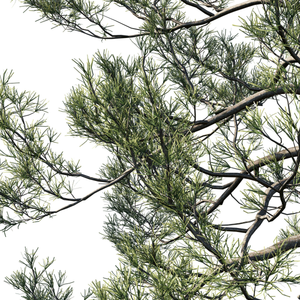 Cedrus Deodara 07