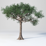 Ceiba  Pentandra Two tree set