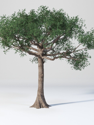 ceiba-pentandra-two-tree-set-3d-model-max-obj
