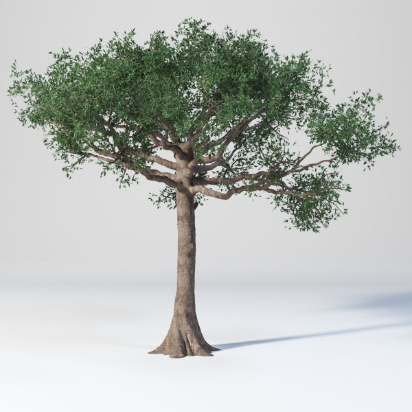 Ceiba  Pentandra Two tree set