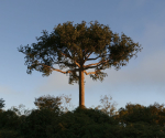 Ceiba  Pentandra Two tree set