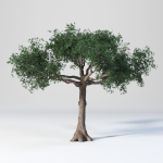 Ceiba  Pentandra Two tree set