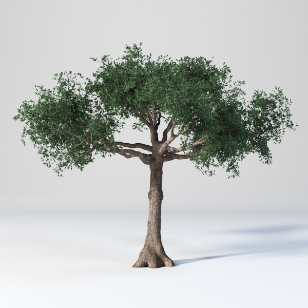 Ceiba  Pentandra Two tree set