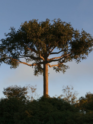 Ceiba  Pentandra Two tree set