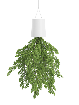 ceiling plant pot