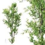 Celtis Australis 04