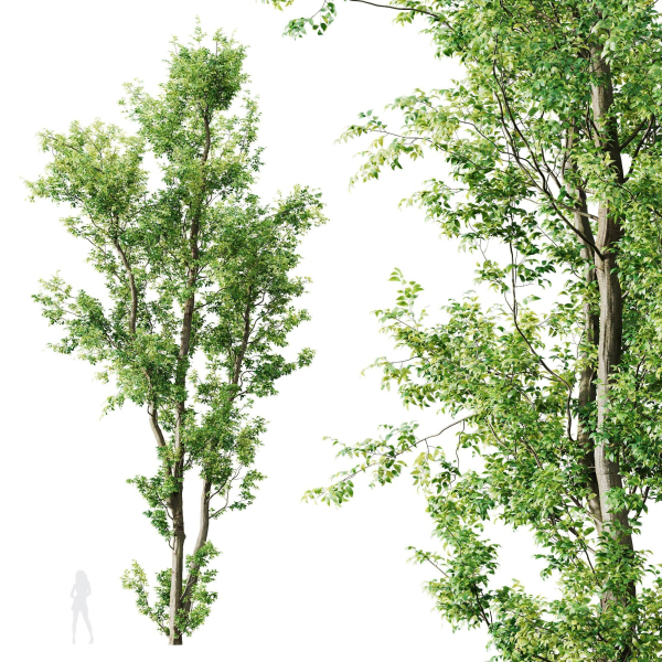 Celtis Australis 04