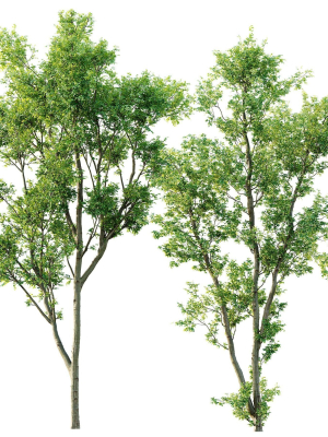 Celtis Australis 04