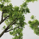 Celtis Australis 04