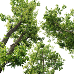 Celtis Australis 04