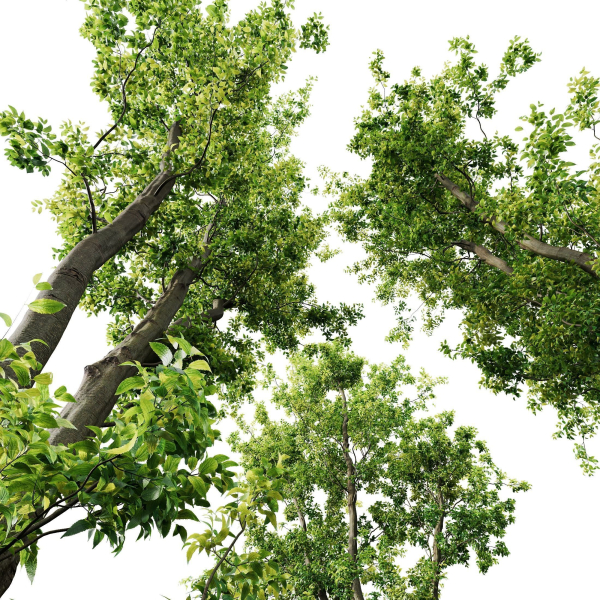 Celtis Australis 04