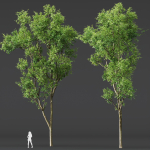 Celtis Australis 04