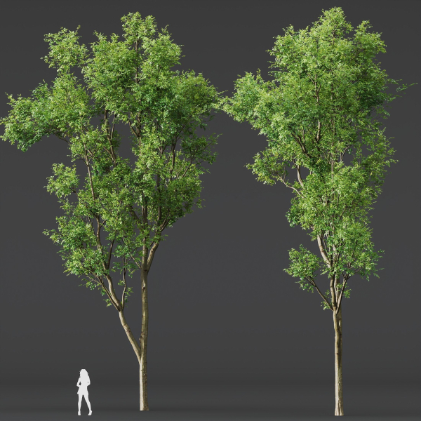Celtis Australis 04