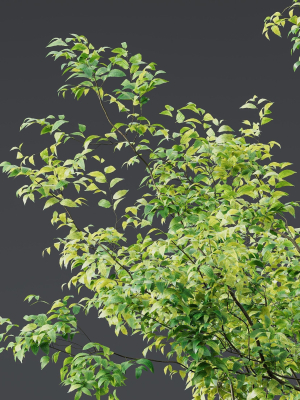 celtis-australis-04-3d-model-bc9295bb9b
