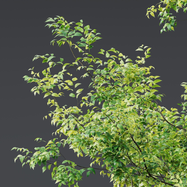 Celtis Australis 04