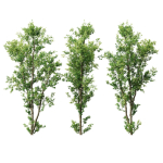 Celtis Australis 04