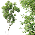 Celtis Australis 04
