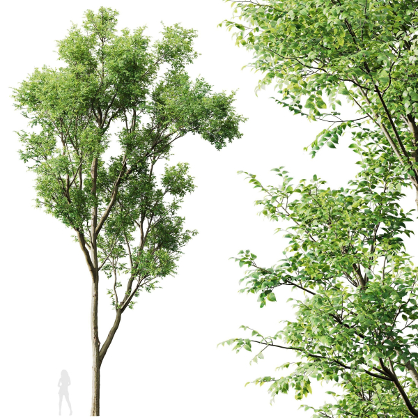 Celtis Australis 04