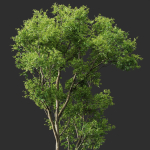 Celtis Australis 04