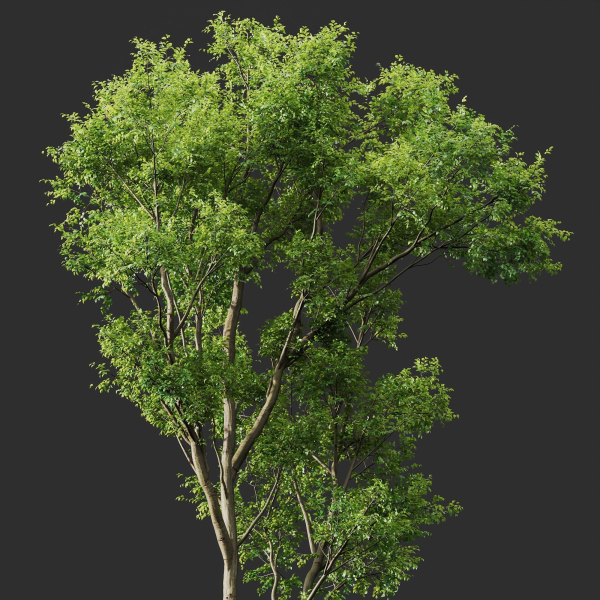 Celtis Australis 04