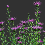 Centaurea - Cornflower - Bachelor button 01