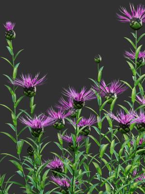 centaurea-cornflower-bachelor-button-01-3d-model-166f8799ba