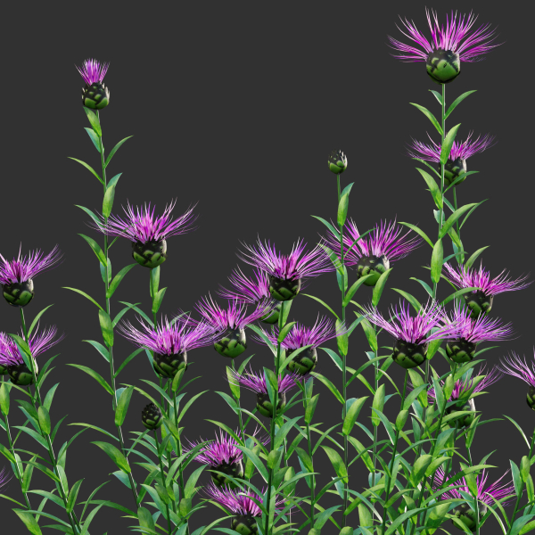 Centaurea - Cornflower - Bachelor button 01