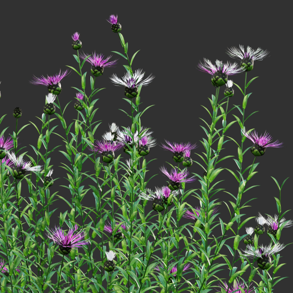 Centaurea - Cornflower - Bachelor button 01