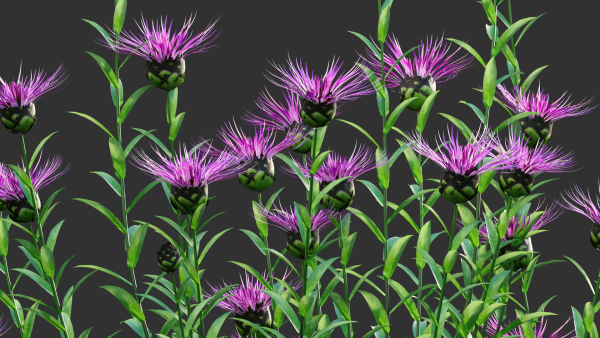 Centaurea - Cornflower - Bachelor button 01