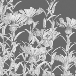 Centaurea - Cornflower - Bachelor button 01
