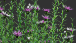 Centaurea - Cornflower - Bachelor button 01