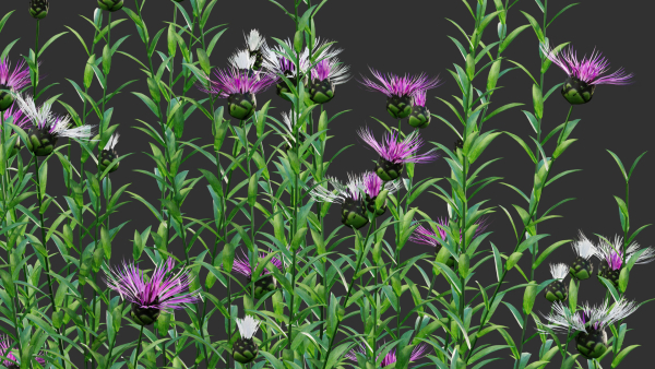 Centaurea - Cornflower - Bachelor button 01