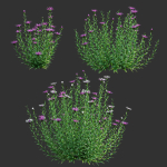 Centaurea - Cornflower - Bachelor button 01