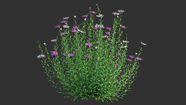 Centaurea - Cornflower - Bachelor button 01