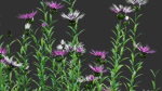 Centaurea - Cornflower - Bachelor button 01