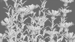 Centaurea - Cornflower - Bachelor button 01