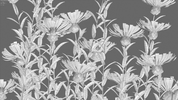 Centaurea - Cornflower - Bachelor button 01