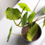 Centella Asiatica in Pot