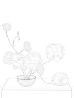 Centella Asiatica in Pot